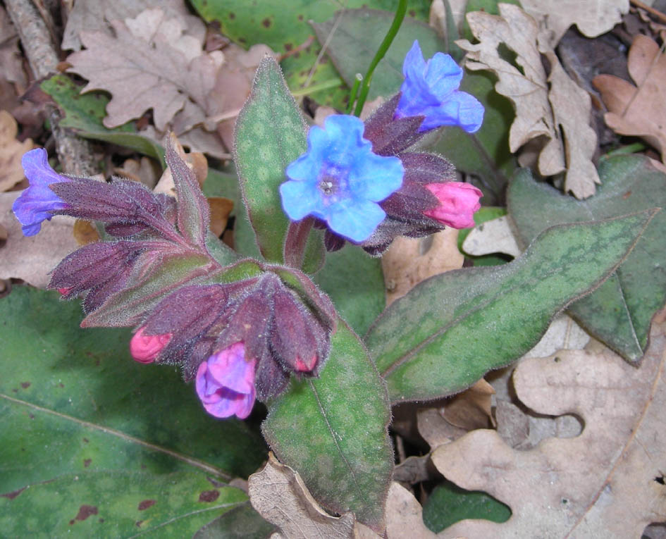 Pulmonaria cfr. apennina